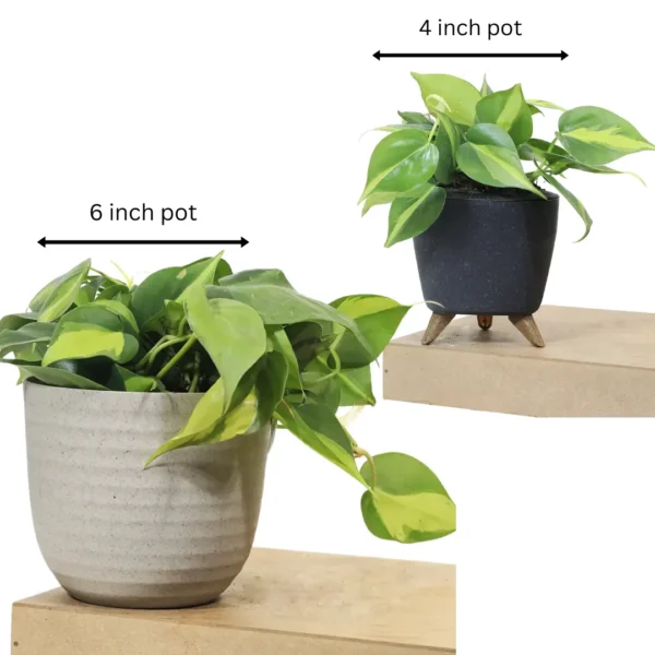 Buy Philodendron Brasil Pothos - Plant From Nursery Nisarga