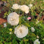 Floribunda Summer snow Rose, Thronless Rose, Bunch Rose - Plant- NURSERY NISSARGA