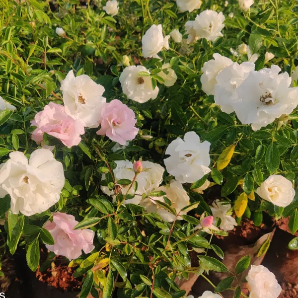 Floribunda Summer snow Rose, Thronless Rose, Bunch Rose - Plant- NURSERY NISSARGA