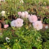 Floribunda Summer snow Rose, Thronless Rose, Bunch Rose - Plant- NURSERY NISSARGA