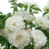 Floribunda Summer snow Rose, Thronless Rose, Bunch Rose - Plant- NURSERY NISSARGA