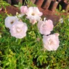 Floribunda Summer snow Rose, Thronless Rose, Bunch Rose - Plant- NURSERY NISSARGA