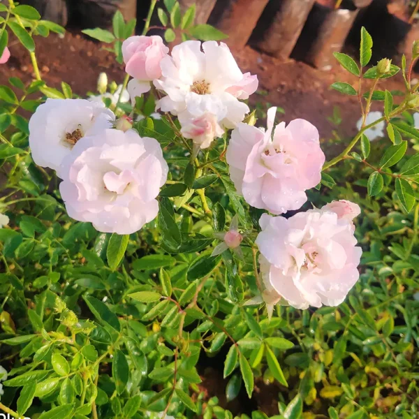 Floribunda Summer snow Rose, Thronless Rose, Bunch Rose - Plant- NURSERY NISSARGA