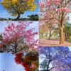 Buy Best flowering trees for landscape (Pack of 5) - NURSERY NISARGA