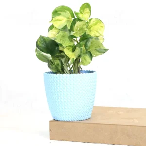 Buy Manjula Pothos, Variegated Money plant/Exotic Money Plant From Nursery Nisarga