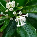 Buy - Day Blooming Jasmine | Din Ka Raja Plant - NURSERY NISARGA