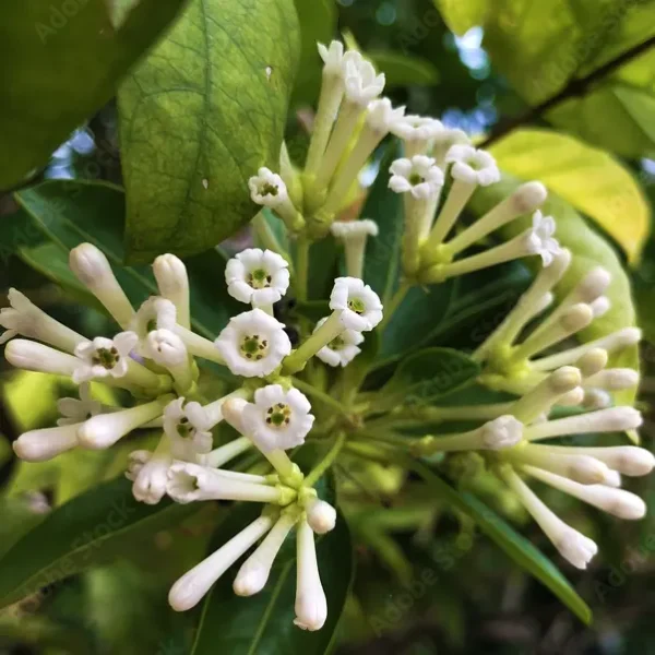 Buy - Day Blooming Jasmine | Din Ka Raja Plant - NURSERY NISARGA
