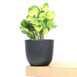 Buy Manjula Pothos, Variegated Money plant/Exotic Money Plant From Nursery Nisarga