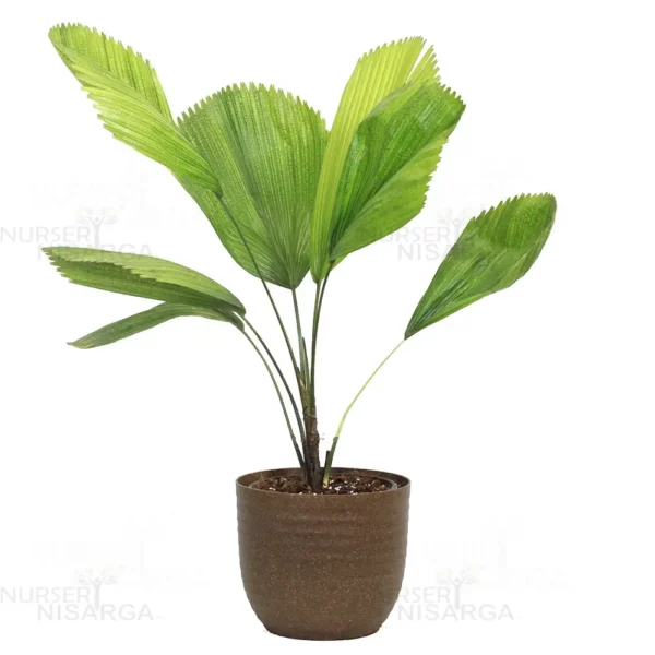 Buy Ruffled Fan Palm, Licuala (Pichodia) grandis - Plant From Nursery Nisarga