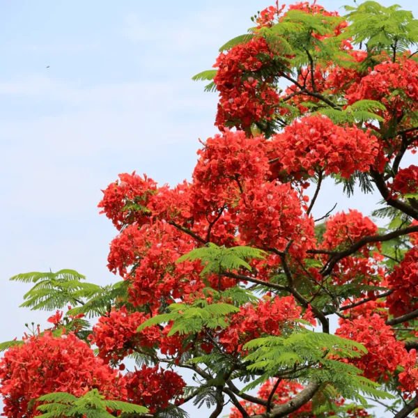 Buy Best flowering trees for landscape (Pack of 5) - NURSERY NISARGA