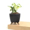 Buy Manjula Pothos, Variegated Money plant/Exotic Money Plant From Nursery Nisarga