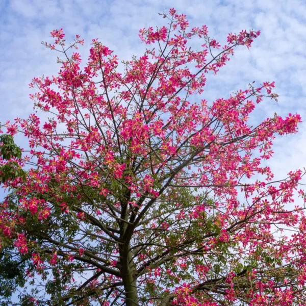Buy Best flowering trees for landscape (Pack of 5) - NURSERY NISARGA
