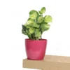 Buy Manjula Pothos, Variegated Money plant/Exotic Money Plant From Nursery Nisarga