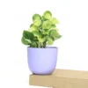 Buy Manjula Pothos, Variegated Money plant/Exotic Money Plant From Nursery Nisarga