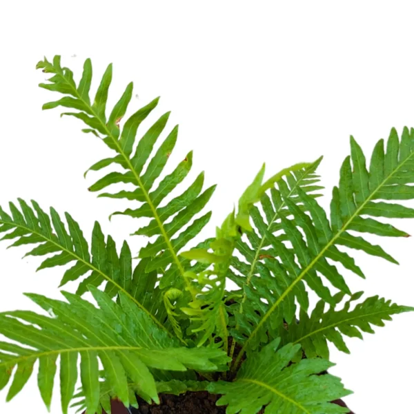 Buy Tree Fern Plant Online at Nursery Nisarga.