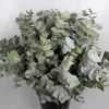 Buy Eucalyptus Cinere Plant Online-Nursery Nisarga