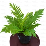 Buy Tree Fern Plant Online at Nursery Nisarga.