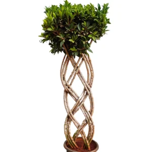 Buy Netted Ficus Plant (2 Layer) - Online at Nursery Nisarga