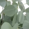 Buy Eucalyptus Cinere Plant Online-Nursery Nisarga