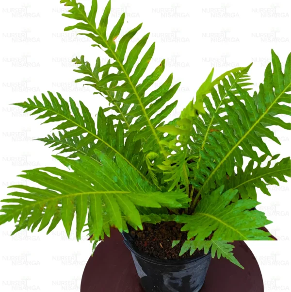 Buy Tree Fern Plant Online at Nursery Nisarga.
