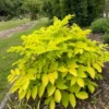 Buy Buy Golden Brassia Plant, Schefflera Actinophylla, Brassia Rex from Nursery Nisarga