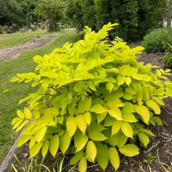 Buy Buy Golden Brassia Plant, Schefflera Actinophylla, Brassia Rex from Nursery Nisarga