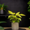 Buy Buy Golden Brassia Plant, Schefflera Actinophylla, Brassia Rex from Nursery Nisarga