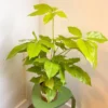 Buy Buy Golden Brassia Plant, Schefflera Actinophylla, Brassia Rex from Nursery Nisarga