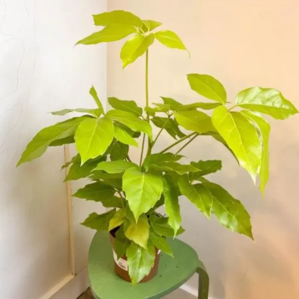 Buy Buy Golden Brassia Plant, Schefflera Actinophylla, Brassia Rex from Nursery Nisarga
