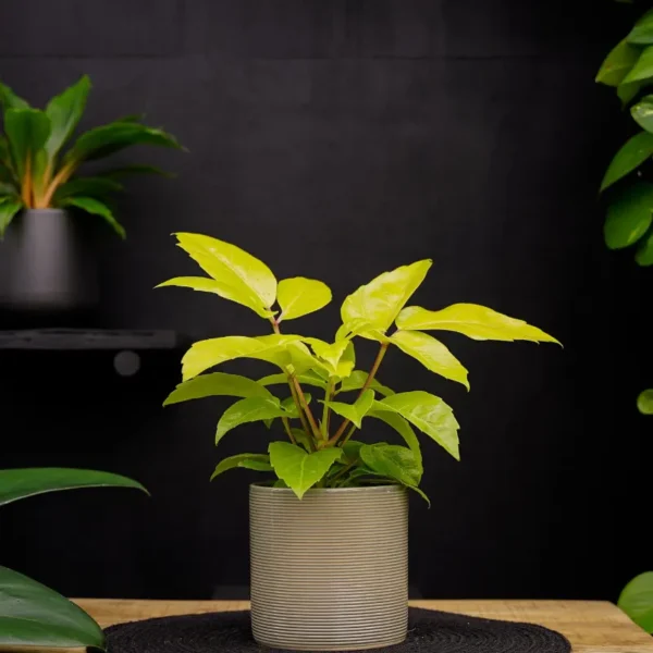 Buy Buy Golden Brassia Plant, Schefflera Actinophylla, Brassia Rex from Nursery Nisarga
