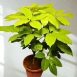 Buy Buy Golden Brassia Plant, Schefflera Actinophylla, Brassia Rex from Nursery Nisarga