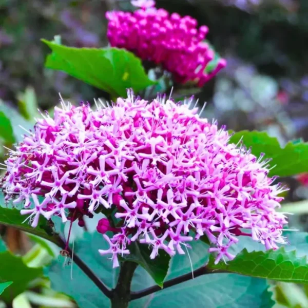 Buy Mexican Hydrangea Online at Nursery Nisarga