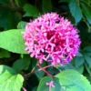 Buy Mexican Hydrangea Online at Nursery Nisarga
