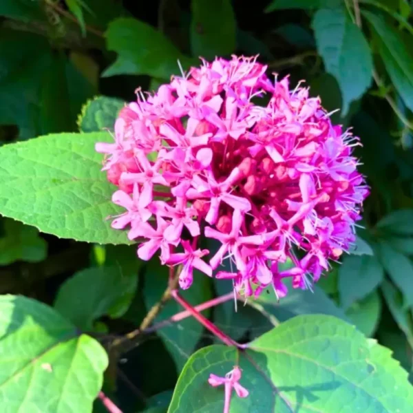 Buy Mexican Hydrangea Online at Nursery Nisarga