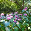 Buy Mexican Hydrangea Online at Nursery Nisarga