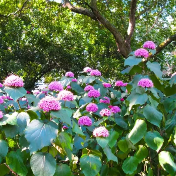 Buy Mexican Hydrangea Online at Nursery Nisarga