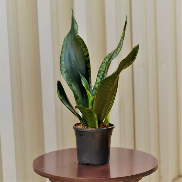 Buy Silver flame snake plant, exotic houseplant - Nursery Nisarga