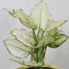 Buy Aglaonema Super White Plant From Nursery Nisarga