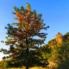 Buy online Silver Oak, Grevillea Robusta, Silky Oak - Plant from nursery nisarga