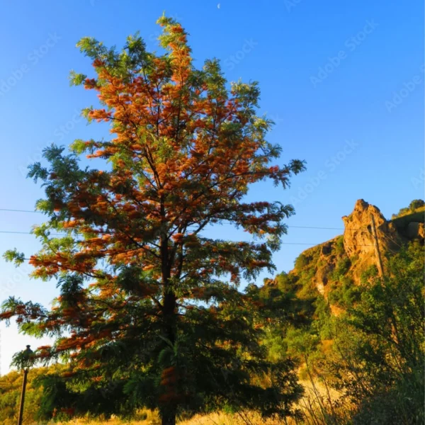 Buy online Silver Oak, Grevillea Robusta, Silky Oak - Plant from nursery nisarga