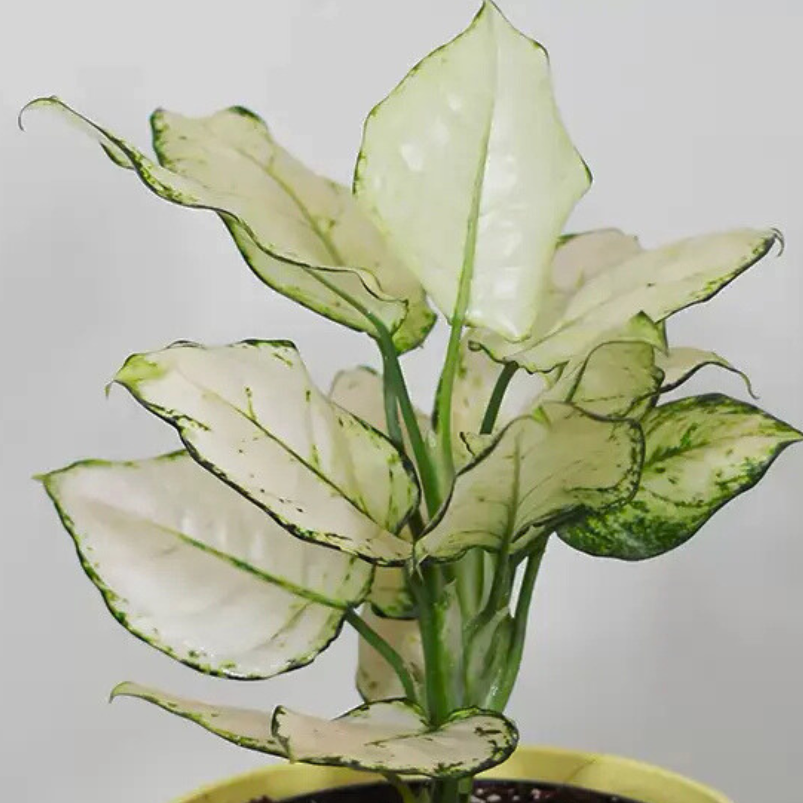 Aglaonema Super White Plant