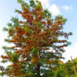 Buy online Silver Oak, Grevillea Robusta, Silky Oak - Plant from nursery nisarga