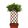 Buy Netted Ficus Tree , Ficus Retusa Online at Nursery Nisarga