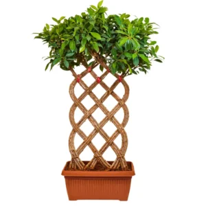 Buy Netted Ficus Tree , Ficus Retusa Online at Nursery Nisarga