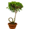 Buy Ficus Microcarpa Moclame (C- Shape Bonsai) Online at Nursery Nisarga