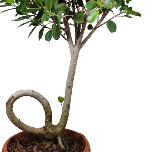 Buy Ficus Microcarpa Moclame (C- Shape Bonsai) Online at Nursery Nisarga