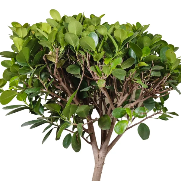 Buy Ficus Microcarpa Moclame (C- Shape Bonsai) Online at Nursery Nisarga