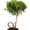 Buy Ficus Microcarpa Moclame (C- Shape Bonsai) Online at Nursery Nisarga