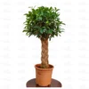 Buy Braided Ficus Plant Online at Nursery Nisarga