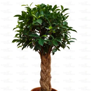 Buy Braided Ficus Plant Online at Nursery Nisarga